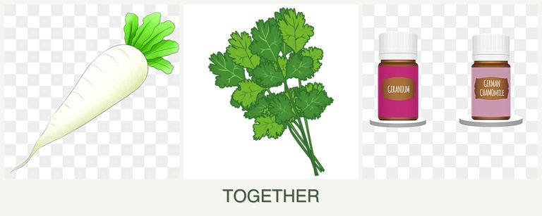 Can you plant radishes, cilantro and geraniums together?