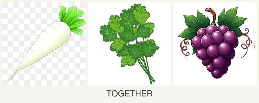 Can you plant radishes, cilantro and grapes together?