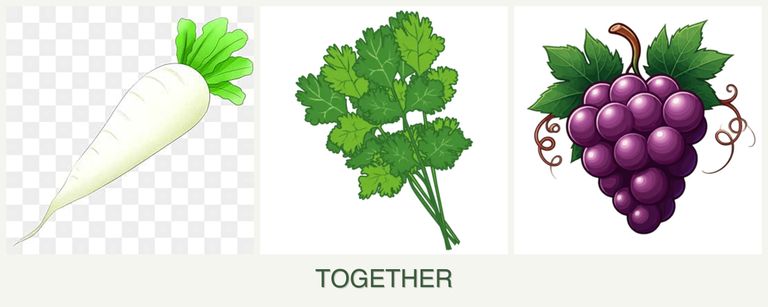 Can you plant radishes, cilantro and grapes together?