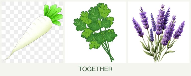 Can you plant radishes, cilantro and lavender together?