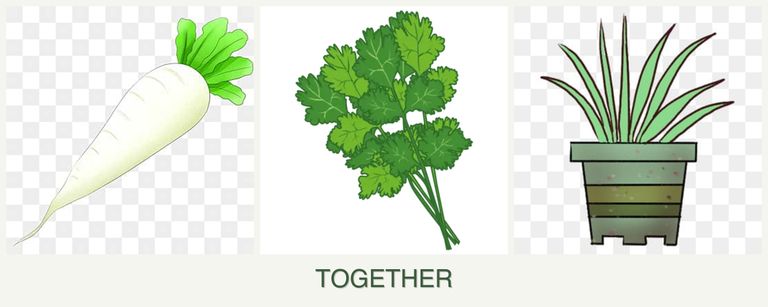 Can you plant radishes, cilantro and lemongrass together?