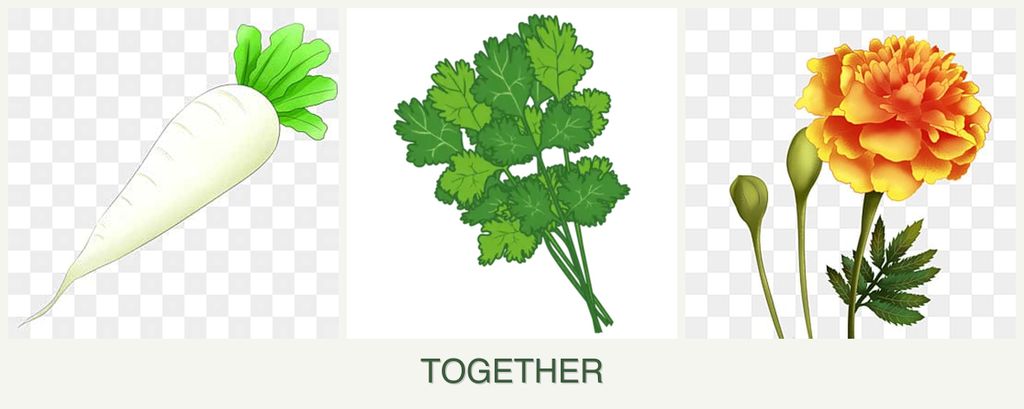 Can you plant radishes, cilantro and marigolds together?