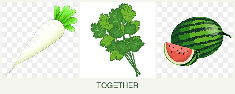 Can you plant radishes, cilantro and melons together?