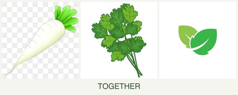 Can you plant radishes, cilantro and mint together?