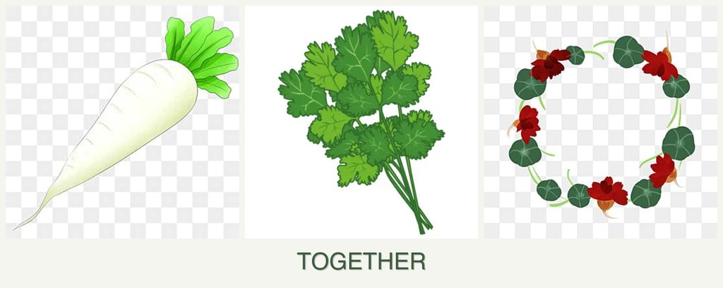Can you plant radishes, cilantro and nasturtiums together?