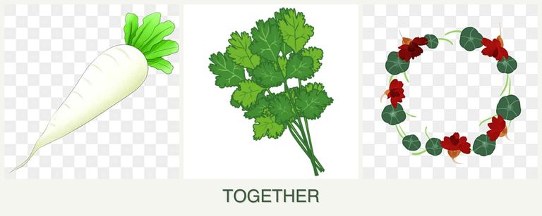 Can you plant radishes, cilantro and nasturtiums together?