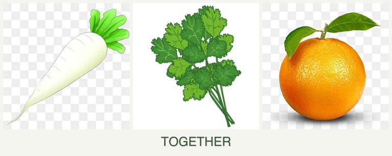 Can you plant radishes, cilantro and oranges together?