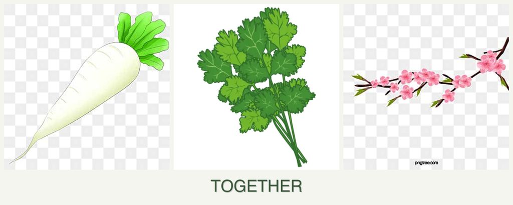 Can you plant radishes, cilantro and peaches together?