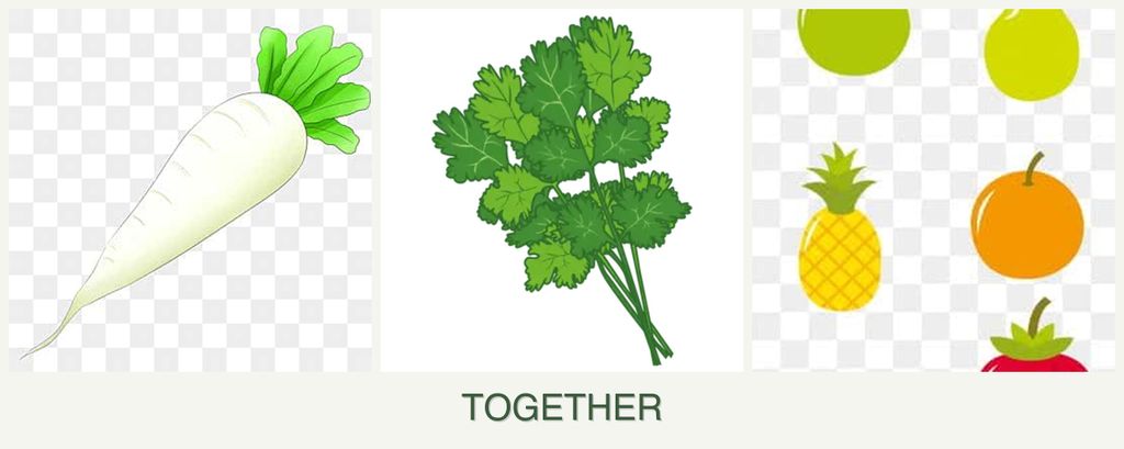 Can you plant radishes, cilantro and pears together?