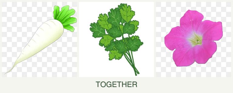 Can you plant radishes, cilantro and petunias together?