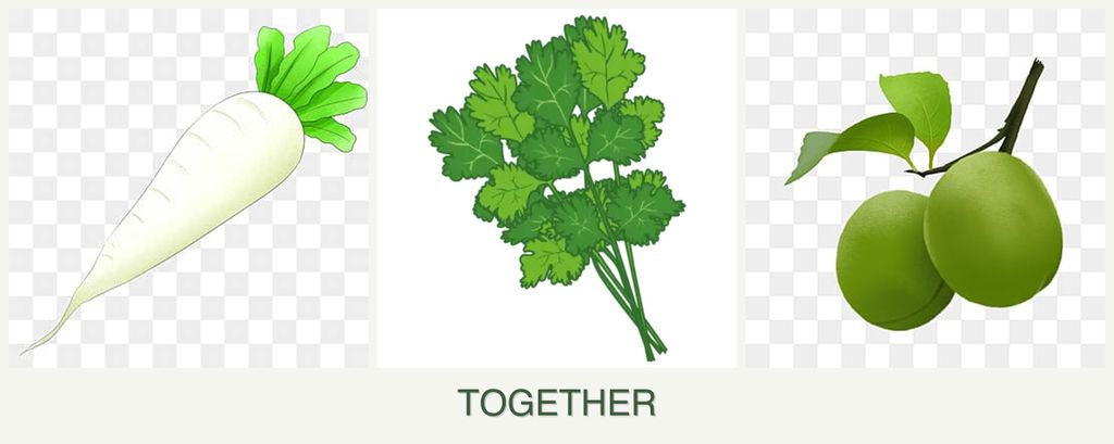 Can you plant radishes, cilantro and plums together?