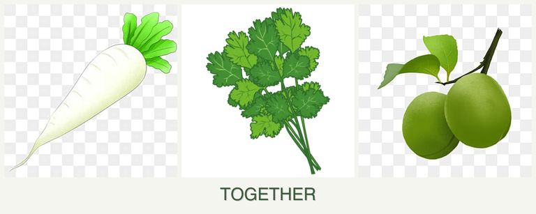 Can you plant radishes, cilantro and plums together?