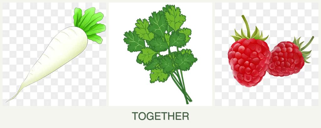 Can you plant radishes, cilantro and raspberries together?