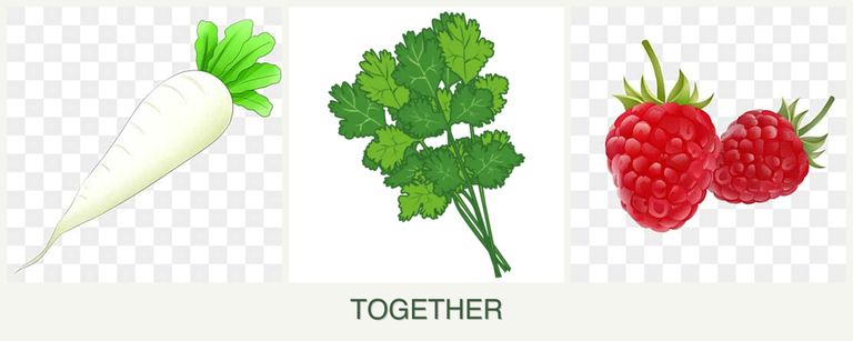 Can you plant radishes, cilantro and raspberries together?