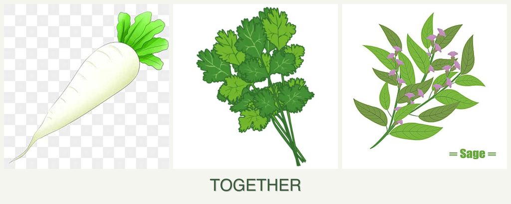 Can you plant radishes, cilantro and sage together?
