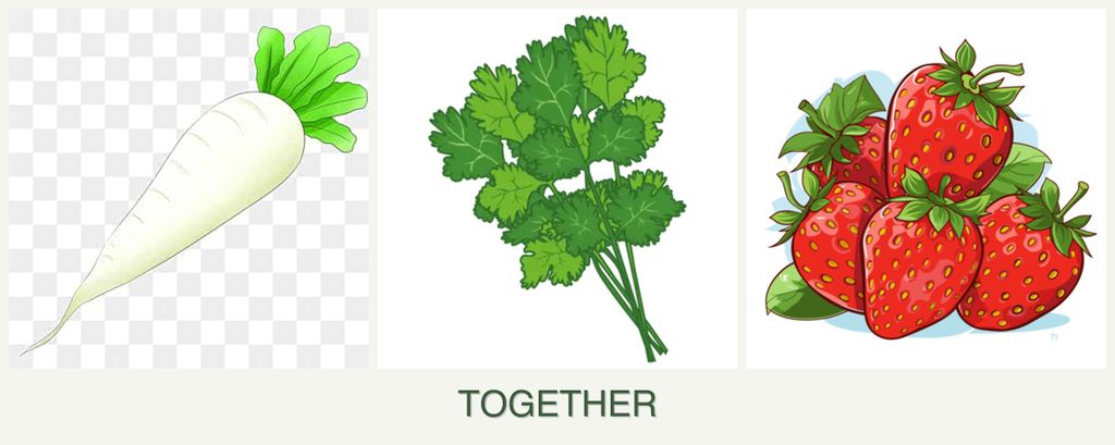 Can you plant radishes, cilantro and strawberries together?