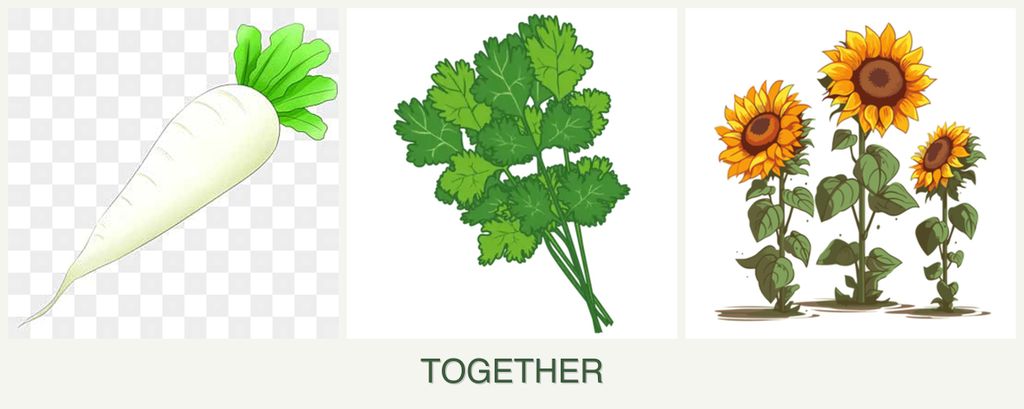 Can you plant radishes, cilantro and sunflowers together?