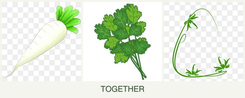Can you plant radishes, cilantro and tarragon together?