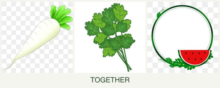 Can you plant radishes, cilantro and watermelons together?
