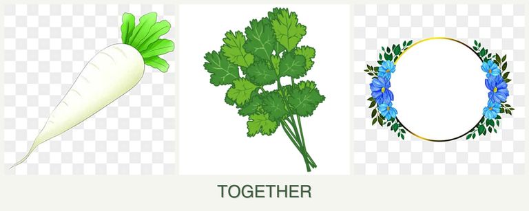 Can you plant radishes, cilantro and zinnias together?