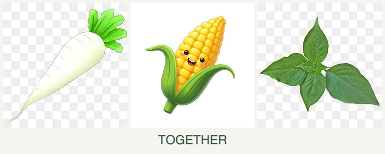 Can you plant radishes, corn and basil together?