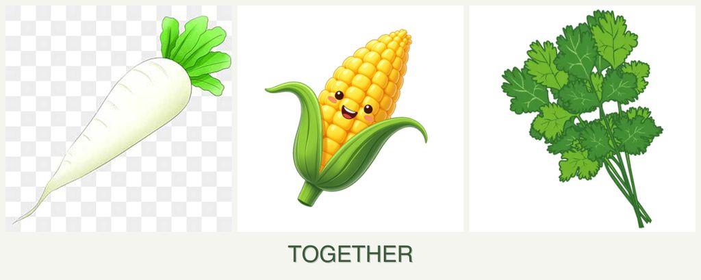Can you plant radishes, corn and cilantro together?