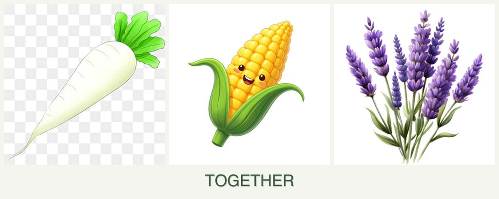 Can you plant radishes, corn and lavender together?