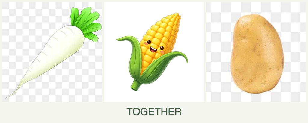 Can you plant radishes, corn and potatoes together?