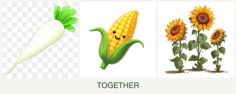 Can you plant radishes, corn and sunflowers together?