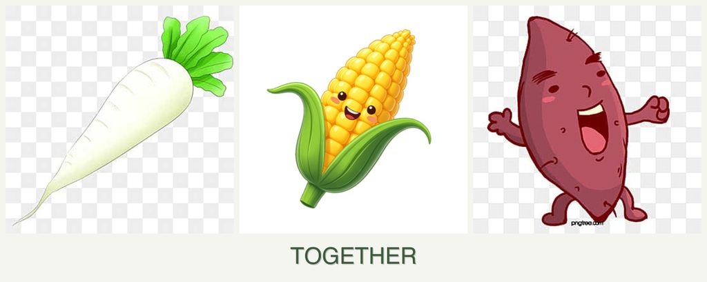 Can you plant radishes, corn and sweet potatoes together?