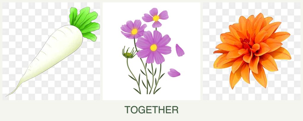 Can you plant radishes, cosmos and dahlias together?
