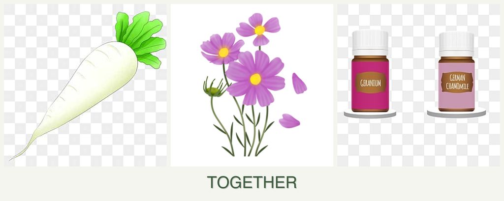 Can you plant radishes, cosmos and geraniums together?