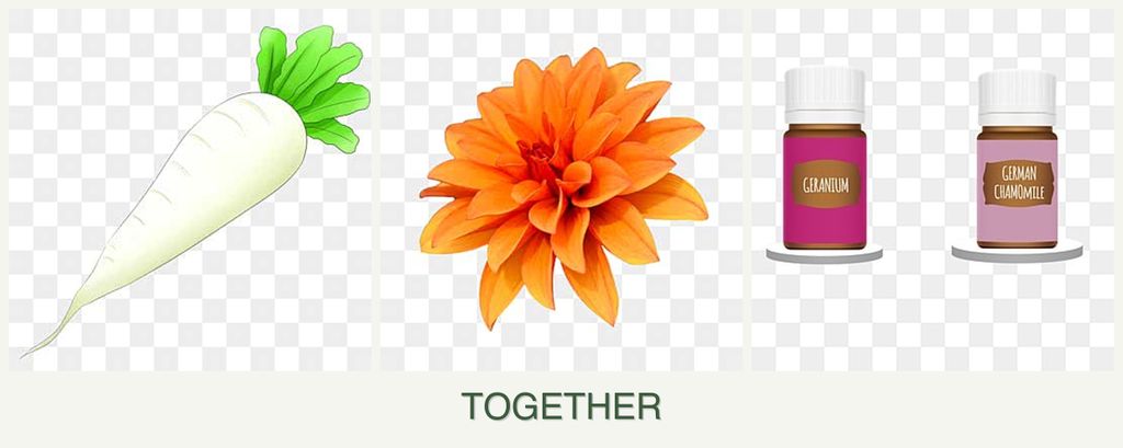Can you plant radishes, dahlias and geraniums together?