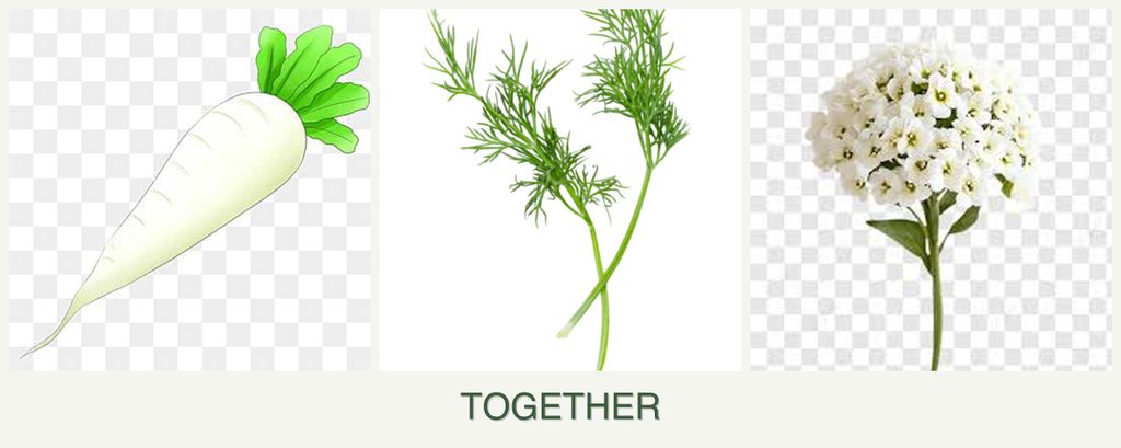 Can you plant radishes, dill and alyssum together?