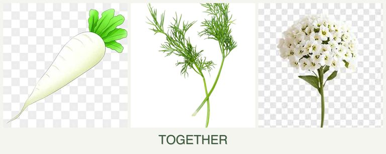 Can you plant radishes, dill and alyssum together?