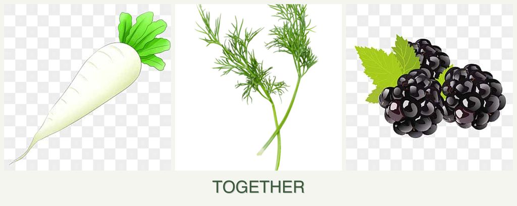 Can you plant radishes, dill and blackberries together?
