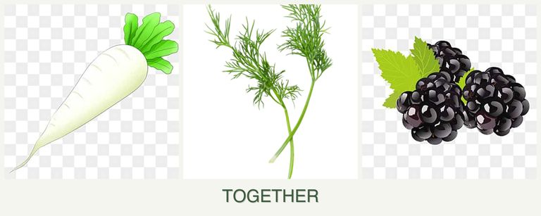 Can you plant radishes, dill and blackberries together?