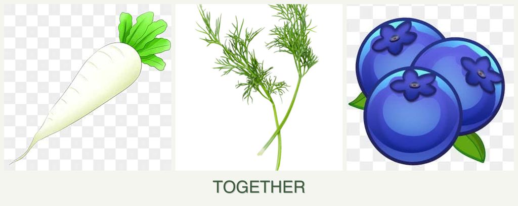 Can you plant radishes, dill and blueberries together?