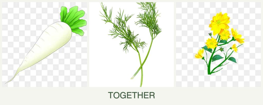 Can you plant radishes, dill and calendula together?