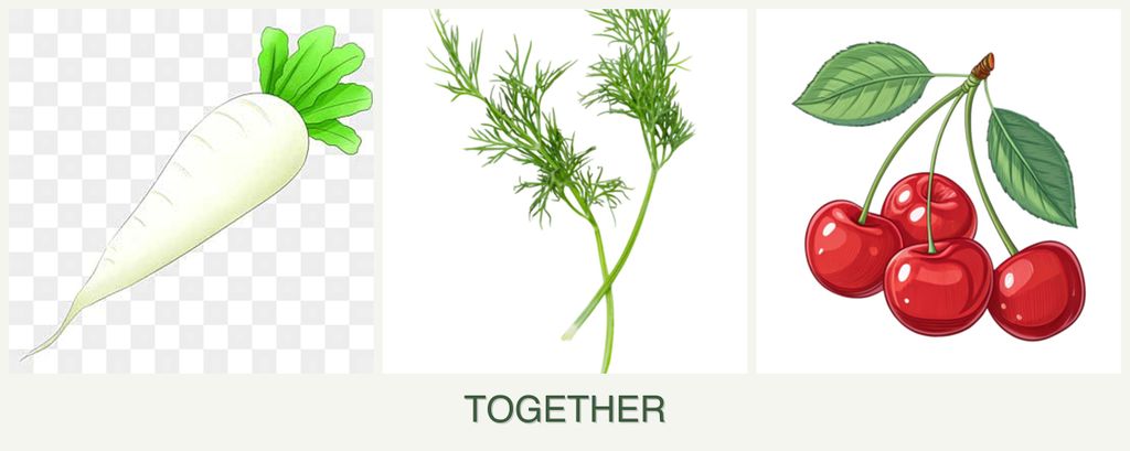 Can you plant radishes, dill and cherries together?
