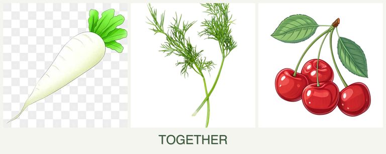 Can you plant radishes, dill and cherries together?