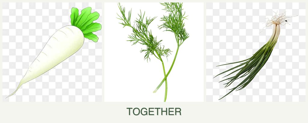 Can you plant radishes, dill and chives together?
