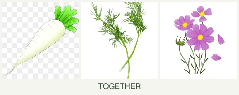 Can you plant radishes, dill and cosmos together?