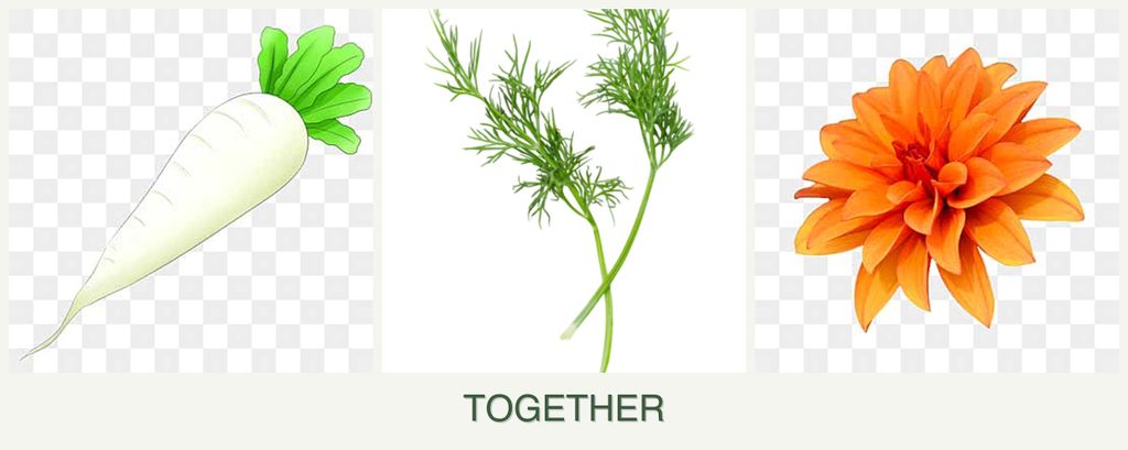 Can you plant radishes, dill and dahlias together?