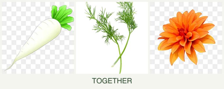 Can you plant radishes, dill and dahlias together?