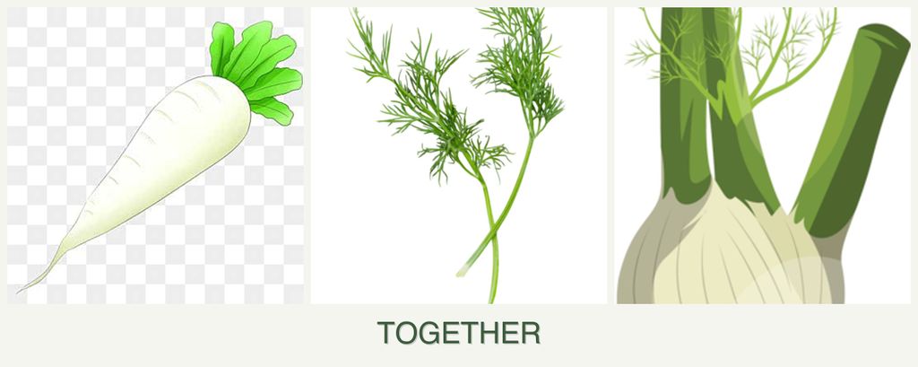 Can you plant radishes, dill and fennel together?
