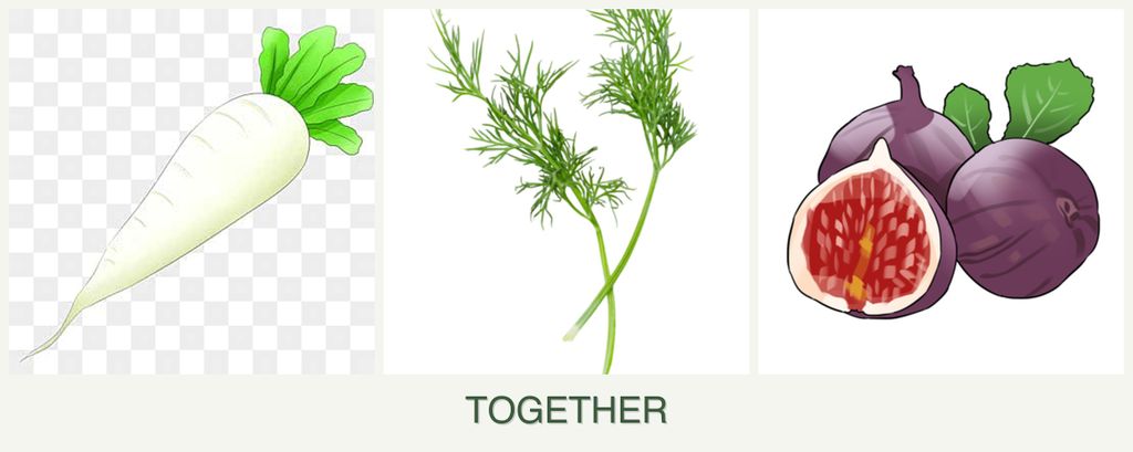 Can you plant radishes, dill and figs together?