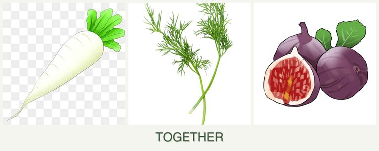 Can you plant radishes, dill and figs together?