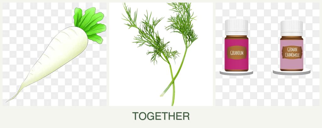Can you plant radishes, dill and geraniums together?