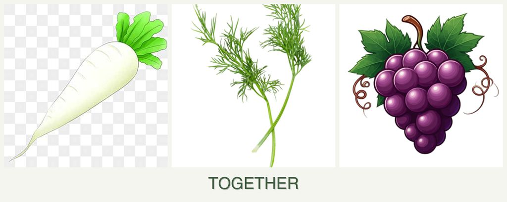 Can you plant radishes, dill and grapes together?